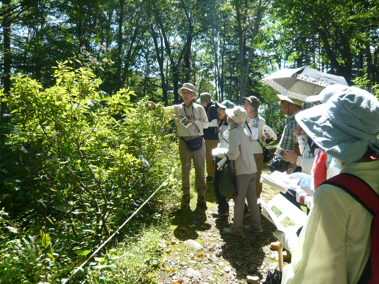 晩夏の野草観察と散策