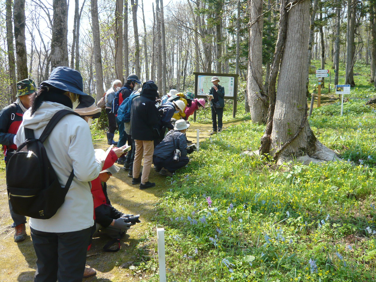早春の野草観察と散策20240503