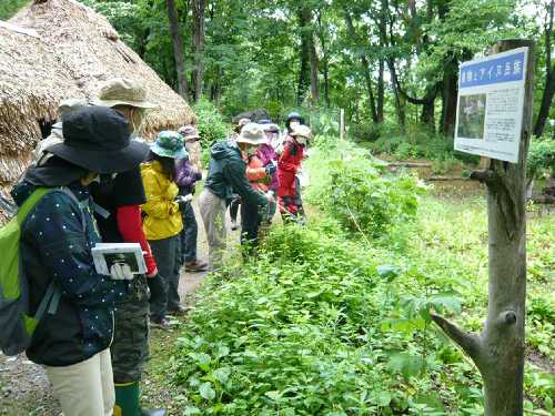 夏の野草観察と散策20240629